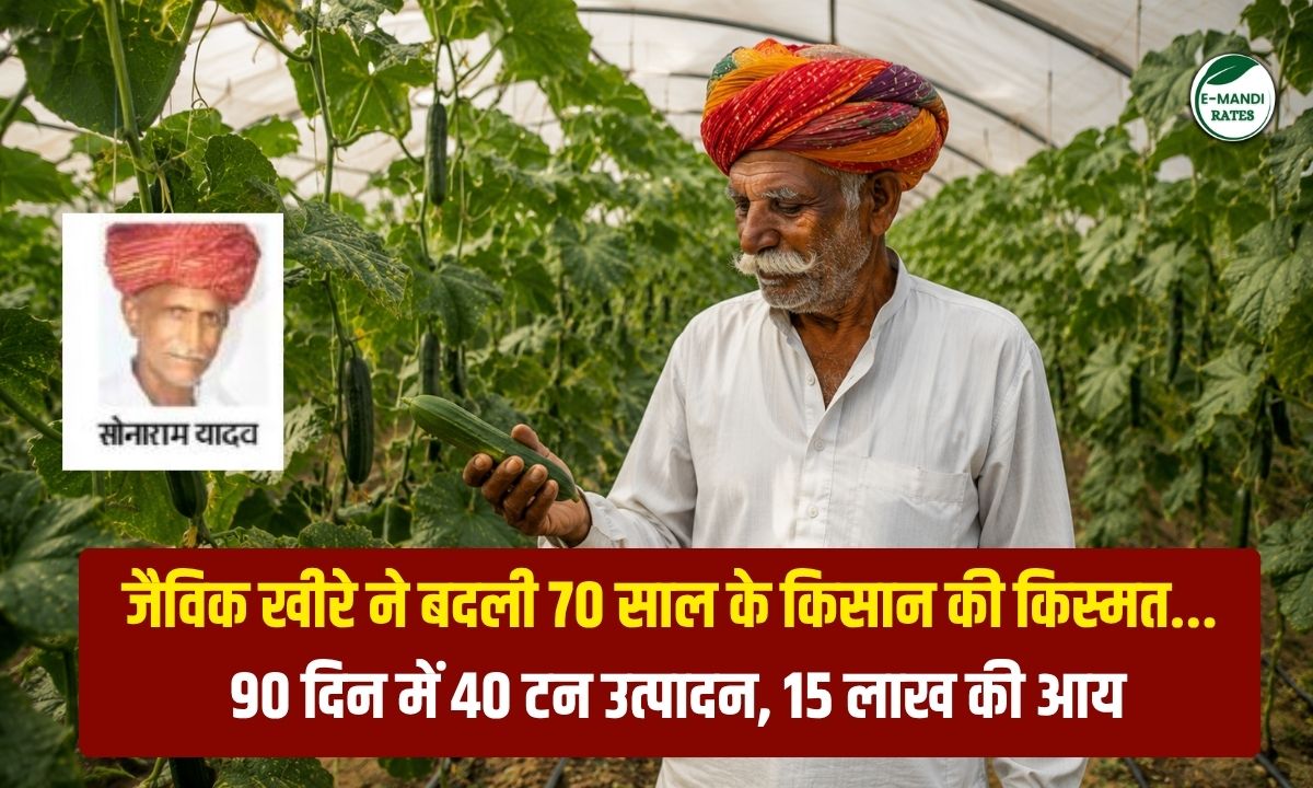Organic Cucumber Farming