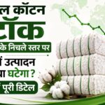 USDA रिपोर्ट: ग्लोबल कॉटन स्टॉक 15 साल के निचले स्तर पर, भारत में उत्पादन बढ़ेगा या घटेगा? देखें पूरी डिटेल