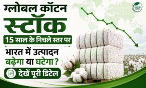 USDA रिपोर्ट: ग्लोबल कॉटन स्टॉक 15 साल के निचले स्तर पर, भारत में उत्पादन बढ़ेगा या घटेगा? देखें पूरी डिटेल