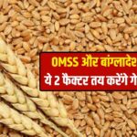 Wheat Price: दिल्ली में गेहूं भाव ₹2900 के पार, जानिए आगे कितनी तेजी आएगी