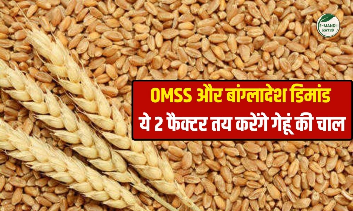 Wheat market teji mandi report