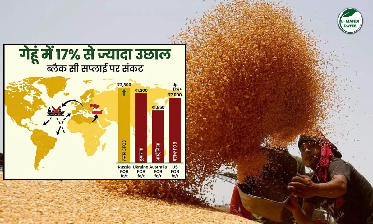 Wheat prices rise due to Black Sea crisis.
