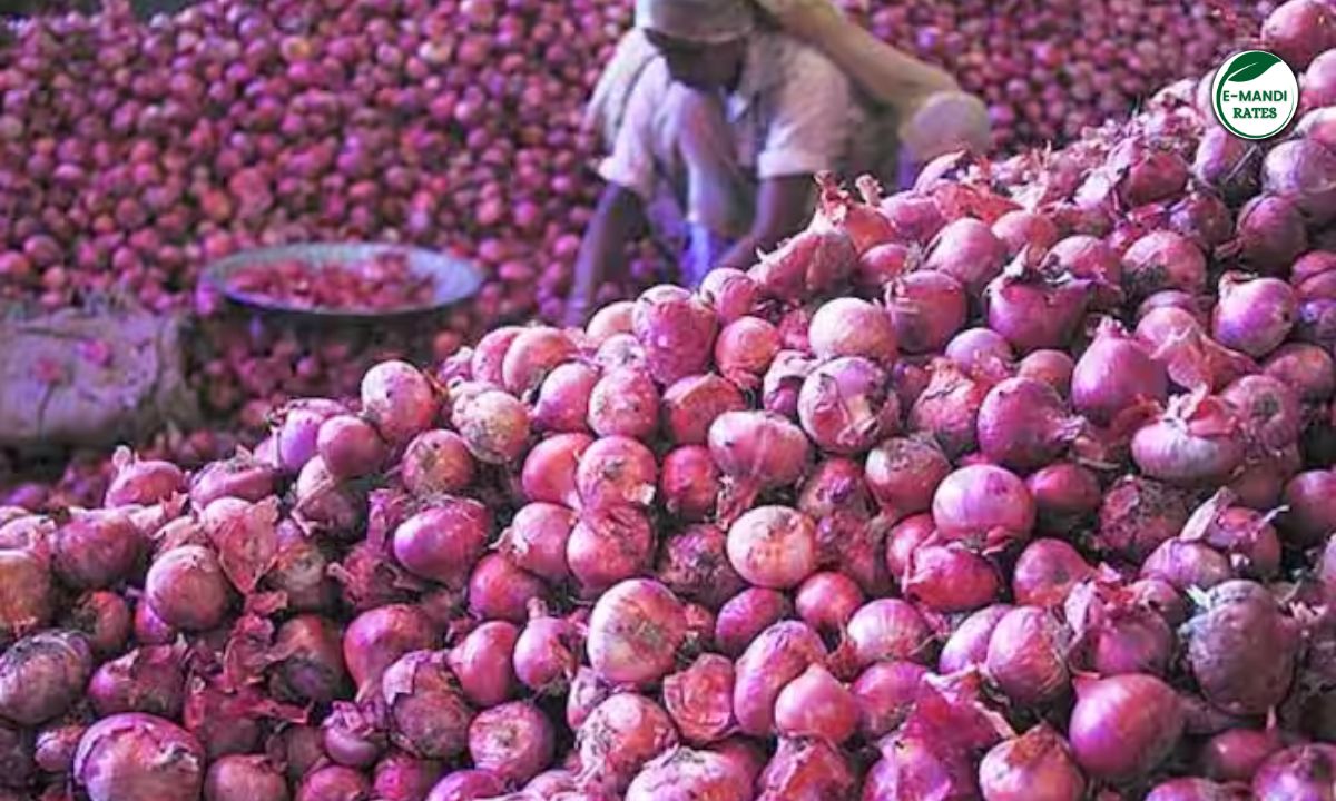 Onion