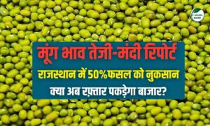 Moong Bhav: राजस्थान में 50% मूंग की फसल खराब होने का खतरा, क्या अब कीमतों में आएगी तेजी? देखें रिपोर्ट