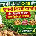 आलू की खेती में C40 की जगह कुफरी किस्मों पर जोर, बंपर पैदावार के लिए जानें विशेषज्ञों की राय