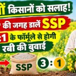 सरसों किसानों को सलाह! DAP की जगह डालें SSP... 3:1 के फॉर्मूले से होगी रबी की बुवाई