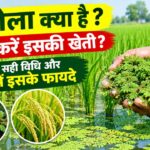 Azolla Farming: अजोला क्या है ? कैसे करें इसकी खेती? जानें इसकी विधि व धान में फ़ायदे