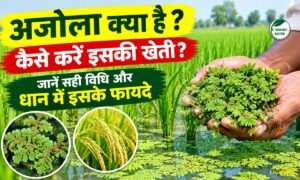 Azolla Farming: अजोला क्या है ? कैसे करें इसकी खेती? जानें इसकी विधि व धान में फ़ायदे
