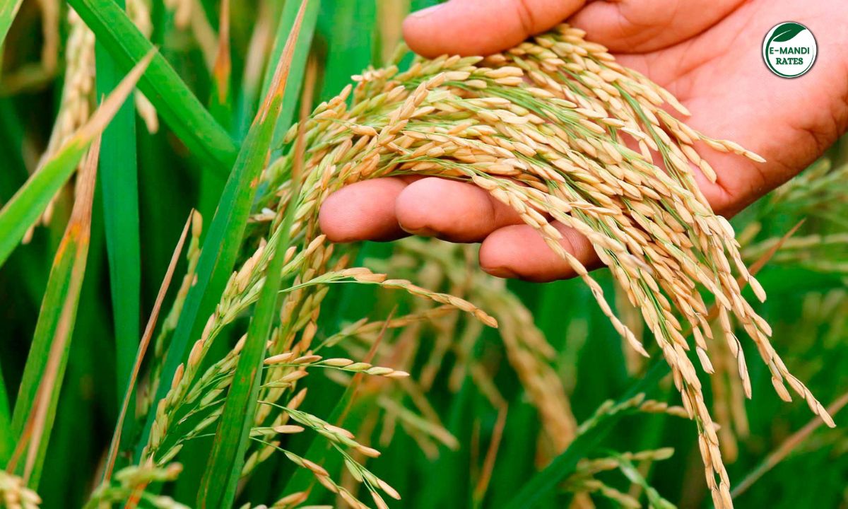 Basmati Paddy Price