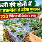 ब्रोकली की खेती! जानें मल्चिंग और ड्रिप से 230 क्विंटल प्रति हेक्टेयर तक उपज बढ़ाने का तरीका