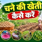 चने की खेती: बंपर पैदावार के लिए ऐसे करें बुआई, बीज उपचार से लेकर खाद-खरपतवार नियंत्रण तक जानें