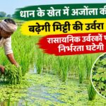 धान के खेत में अजोला की खेती से बढ़ेगी मिट्टी की उर्वरा शक्ति, रासायनिक उर्वरकों पर निर्भरता घटेगी