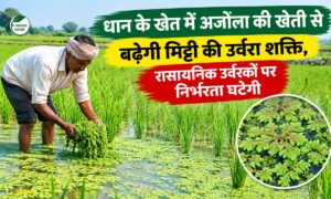 धान के खेत में अजोला की खेती से बढ़ेगी मिट्टी की उर्वरा शक्ति, रासायनिक उर्वरकों पर निर्भरता घटेगी