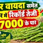 ग्वार के भाव में रिकॉर्ड तेजी! NCDEX वायदा में 7,094 के पार... आदमपुर मंडी में 7,035 रुपये बिका