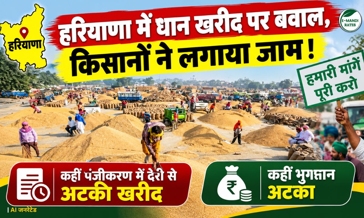 Haryana Paddy Procurement