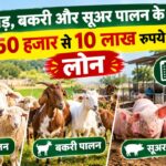 भेड़-बकरी और सूअर पालन के लिए ₹10 लाख तक लोन कैसे लें? जानें पात्रता और आवेदन की प्रक्रिया