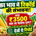 मक्का भाव में रिकॉर्ड तेजी की संभावना! क्या ₹3500 तक जा पायेगा दाम? देखें ये रिपोर्ट