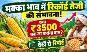 मक्का भाव में रिकॉर्ड तेजी की संभावना! क्या ₹3500 तक जा पायेगा दाम? देखें ये रिपोर्ट