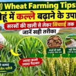 गेहूं में कल्ले बढ़ाने के उपाय, सरसों की खली से लेकर सिंचाई तक जानें सही तरीका