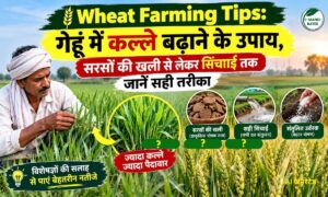 गेहूं में कल्ले बढ़ाने के उपाय, सरसों की खली से लेकर सिंचाई तक जानें सही तरीका