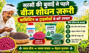सरसों की बुवाई से पहले बीज शोधन ज़रूरी, बाविस्टिन या ट्राइकोर्मा से करें उपचार