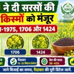 सरसों की नई किस्में मंजूर, HAU की 3 वैरायटी में 40.5% तक तेल, 26-28 क्विंटल पैदावार