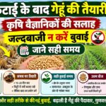 धान कटाई के बाद गेहूं की बुवाई में न करें जल्दबाजी, कृषि वैज्ञानिकों से जानें सही समय