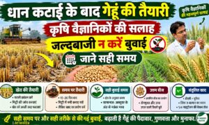 धान कटाई के बाद गेहूं की बुवाई में न करें जल्दबाजी, कृषि वैज्ञानिकों से जानें सही समय