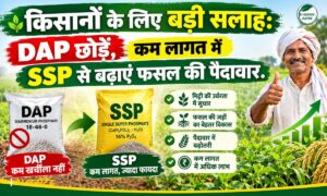 किसानों के लिए बड़ी सलाह: DAP छोड़ें, कम लागत में SSP से बढ़ाएं फसल की पैदावार