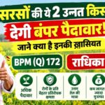 सरसों की उन्नत किस्में, BPM (Q) 172 से 23 क्विंटल और राधिका से 17.88 क्विंटल की बंपर पैदावार