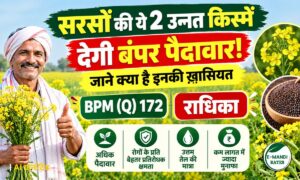 सरसों की उन्नत किस्में, BPM (Q) 172 से 23 क्विंटल और राधिका से 17.88 क्विंटल की बंपर पैदावार
