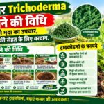 Trichoderma Banane ki Vidhi: घर पर ट्राइकोडर्मा बनाकर मृदा का उपचार, फसलों की सेहत के लिए वरदान