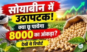 सोयाबीन भाव में उठापटक, कीर्ति प्लांट पर 6750 तक गिरकर शाम को 6900 पर लौटा, अब आगे क्या?