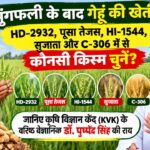 मूंगफली के बाद गेहूं की खेती, HD-2932, पूसा तेजस या HI-1544 में से कौनसी किस्म चुनें? जानिए