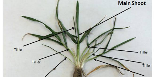 Wheat Tillers