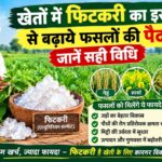 खेतों में फिटकरी का इस्तेमाल से बढ़ाये फसलों की पैदावार, जाने सही विधि