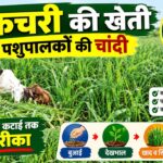 मकचरी की खेती: पशुपालकों की चांदी, एक हेक्टेयर में 450 क्विंटल तक हरा चारा, जाने बुआई से कटाई तक पूरा तरीका