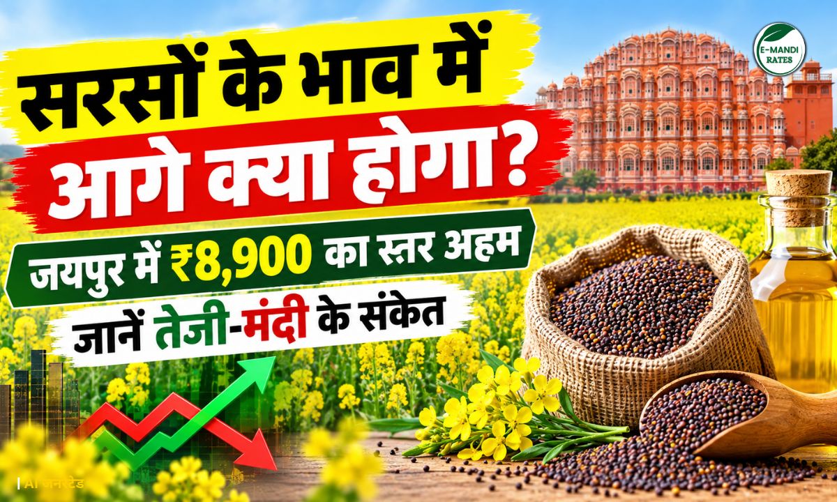 mustard price outlook stock crushing analysis
