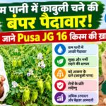 Pusa JG 16 Chana: काबुली चने की उन्नत किस्म पूसा जेजी 16, 110 दिन में तैयार फसल, जानिए पैदावार व खासियत