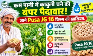Pusa JG 16 Chana: काबुली चने की उन्नत किस्म पूसा जेजी 16, 110 दिन में तैयार फसल, जानिए पैदावार व खासियत