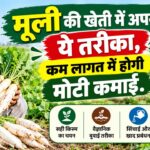 Muli Ki Kheti: मूली की खेती में अपनाएं ये तरीका, कम लागत में होगी मोटी कमाई