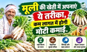 Muli Ki Kheti: मूली की खेती में अपनाएं ये तरीका, कम लागत में होगी मोटी कमाई