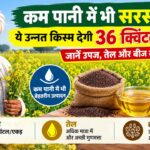 सरसों की RH 725 किस्म से 36 क्विंटल तक उपज! जानें उपज, तेल और बीज की खासियत