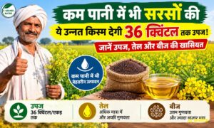 सरसों की RH 725 किस्म से 36 क्विंटल तक उपज! जानें उपज, तेल और बीज की खासियत
