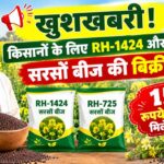 RH-1424 और RH-725 सरसों बीज की बिक्री शुरू, किसानों को 150 रुपये किलो में मिलेगा बीज