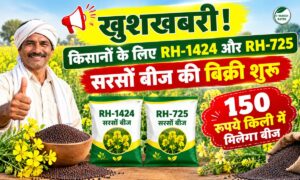 RH-1424 और RH-725 सरसों बीज की बिक्री शुरू, किसानों को 150 रुपये किलो में मिलेगा बीज