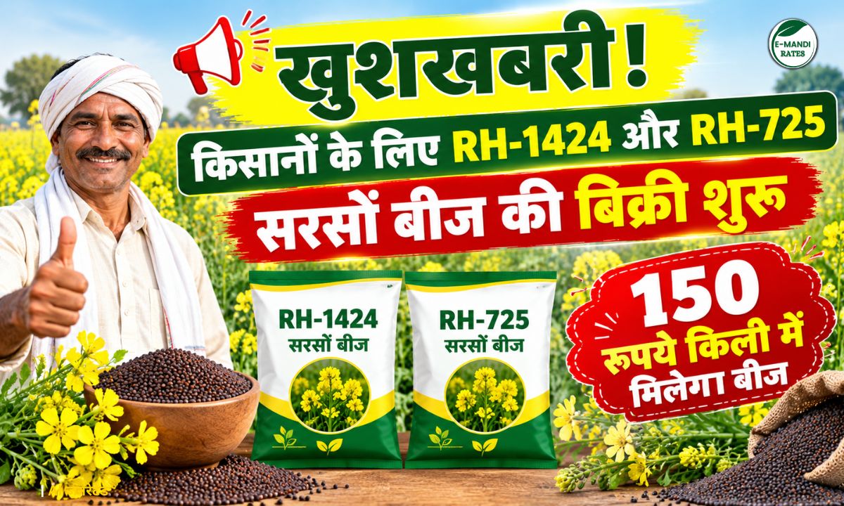 two advanced mustard varieties seed 150 rupees per kg